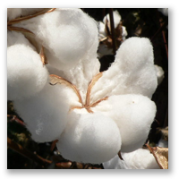 cotton
